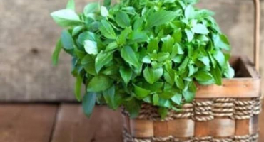 Jak správně pěstovat a pečovat o bazalku ve skleníku